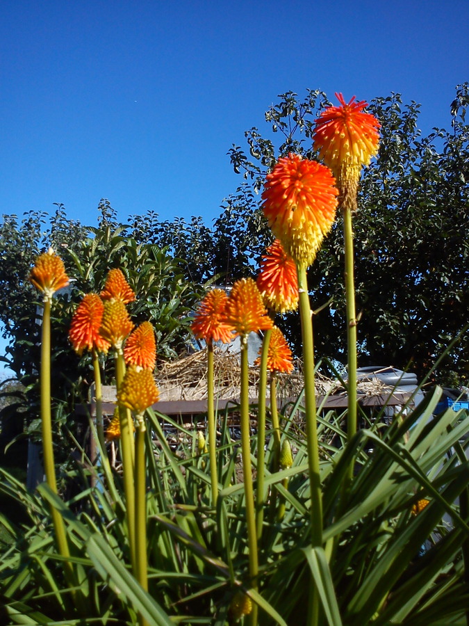 Red Hot Pokers